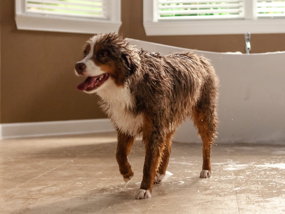 Five-must-have-3 Five-must-have-3