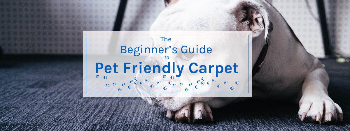 Beginners-guide-1.jpg